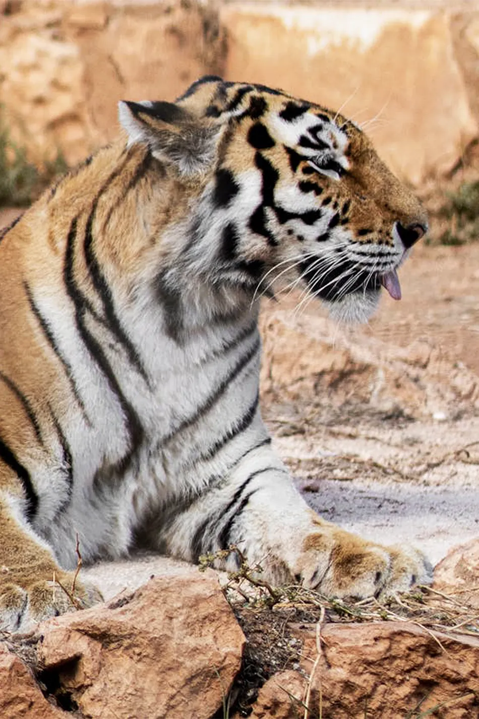 Chipangali Wildlife Orphanage